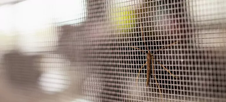 Repair Mosquito Mesh For Windows in Winter Garden, FL